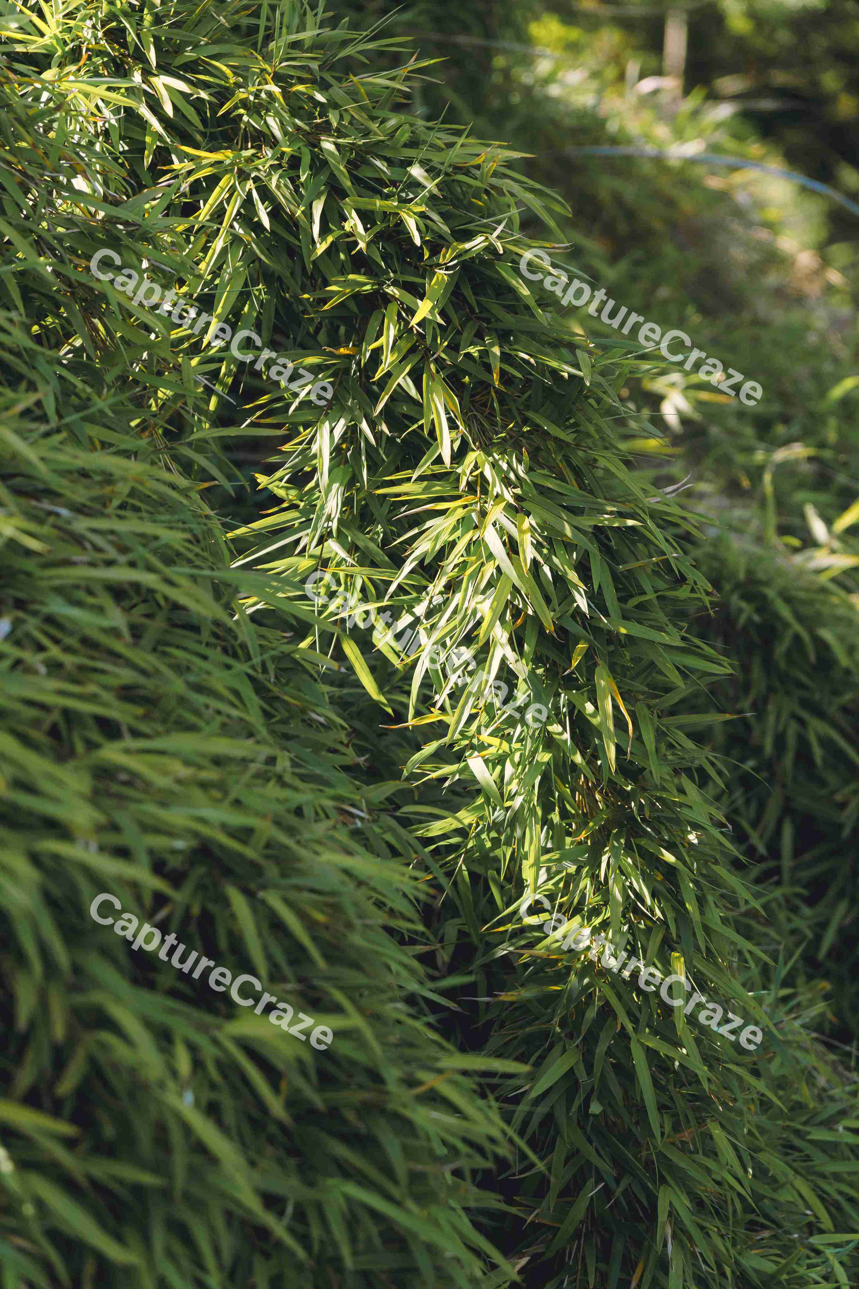Beautiful Leaves